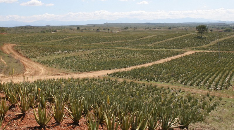 aloe vera