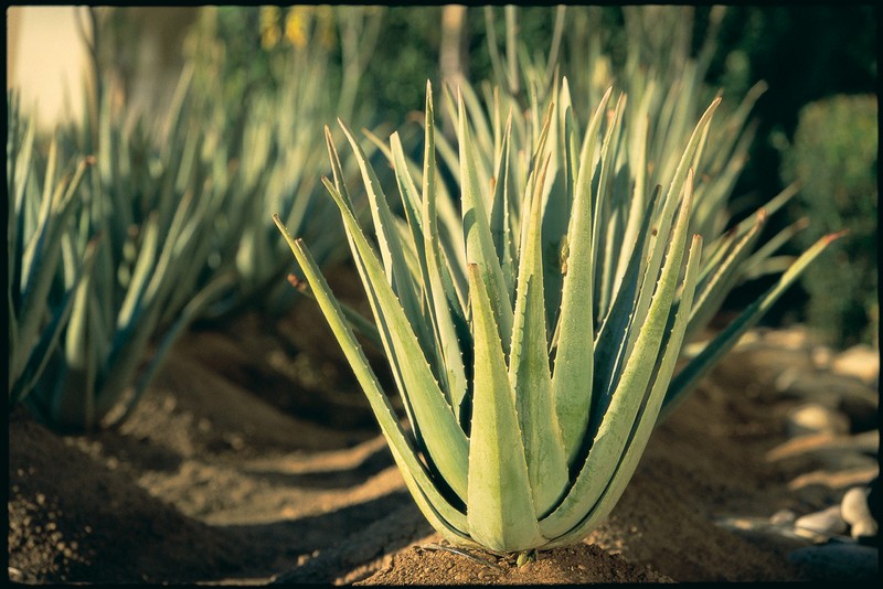 aloes