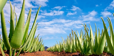 aloes forever living products