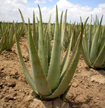 aloes aloe vera forever